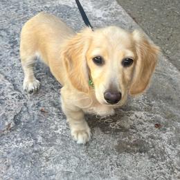 Boy 5 - Cream male Dachshund puppy in Chehalis, Washington from McJazzin Doxies