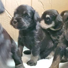 Miniature Schnauzer Puppies from Gerhauzer's Schnauzers