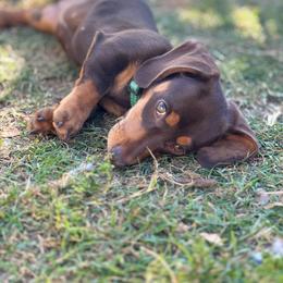 Roo - Dachshund