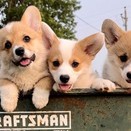 Pembroke Welsh Corgis from A Hurd of Corgis