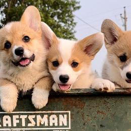 Pembroke Welsh Corgis from A Hurd of Corgis