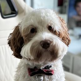 Duncan - Australian Labradoodle