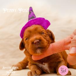 Penny Post - Red female Australian Labradoodle puppy in Redding, California from Shasta Royal Monroe Puppies