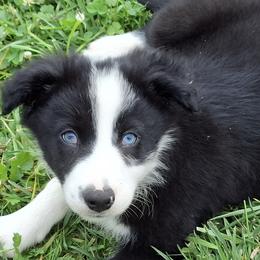 Border Collies from Wall's Border Collies