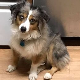 Miniature Australian Shepherds and Toy Australian Shepherds from Spirited Dreams Mini and Toy Aussies