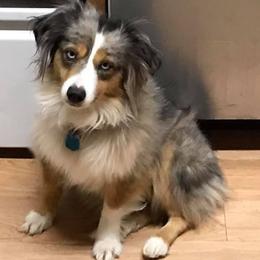 Miniature Australian Shepherds and Toy Australian Shepherds from Spirited Dreams Mini and Toy Aussies