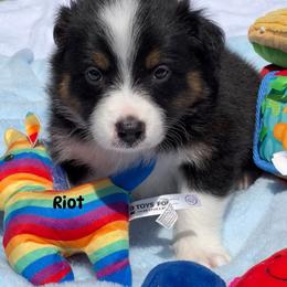 Riot - Black tri-color male Australian Shepherd puppy in Magee, Mississippi from Paint ByNumbers Ranch