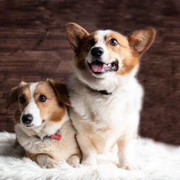 American Corgis, Australian Shepherds, and Pembroke Welsh Corgis from Clover S Farm