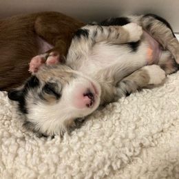 Miniature Australian Shepherd Puppies from Blue Skye's Miniature Australian Shepherds