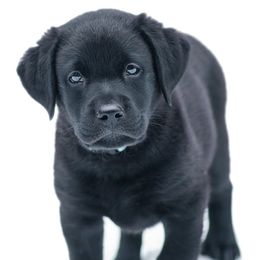 Labrador Retriever Puppies from Tripp Labradors