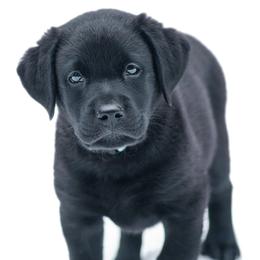 Labrador Retriever Puppies from Tripp Labradors
