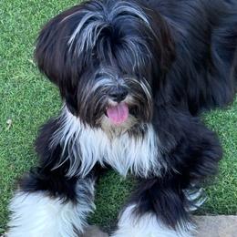 Lulu - Black and white female Tibetan Terrier puppy in Argyle, Texas from Corsair Tibetan Terriers & Papillons