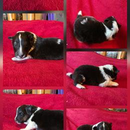 Girl 1 - Black white and tan female Shetland Sheepdog puppy in Greenfield, Ohio from Kayla's Shelties