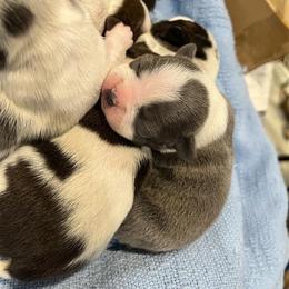 Blue and white female - Blue female Boston Terrier puppy in Seguin, Texas from Campos Farms
