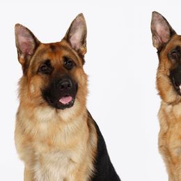German Shepherds from Windy Knoll Shepherds