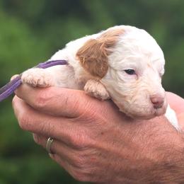 (Purple Collar) bluebell - Parti female Goldendoodle puppy in Granite Falls Nc, North Carolina from Carolina Goldendoodles