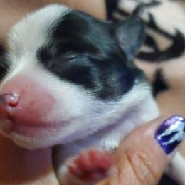 Girl 2 - Black and white female Chihuahua puppy in Oklahoma City, Oklahoma from Teacup Chihuahuas and Friends