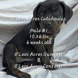 MALE - 1 - Black male Catahoula Leopard Dog puppy in Perry, Florida from O'Leos' Acres Catahoulas