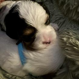 Belle - Black and white female Cavapoo puppy in Modesto, California from Molly n Friends