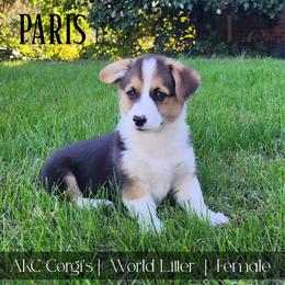 Paris - Black and tan female Pembroke Welsh Corgi puppy in Pine Village, Indiana from NL Horsemanship