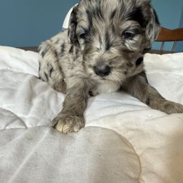 Aussiedoodle and Cockapoo Puppies from Sassy Bob’s Designer Dogs