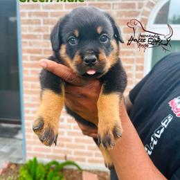 Green Male - Black and mahogany male Rottweiler puppy in Humble, Texas from Inexorable Haus Early Rotts
