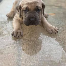 Cane Corso and French Bulldog Puppies from Andrew Stafford