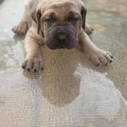 Cane Corso and French Bulldog Puppies from Andrew Stafford