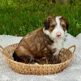 Tanner - Sable male Bernedoodle puppy in Bremen, Indiana from Farmland Doodles