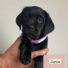 Junie - Black female Labrador Retriever puppy in Lonsdale, Minnesota from Cedar Ridge Labradors