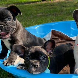 French Bulldogs from Nae Nae's Frenchies