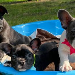 French Bulldogs from Nae Nae's Frenchies