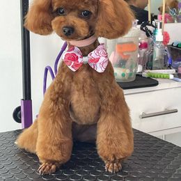 Baby - Maltipoo