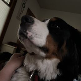 Bernese Mountain Dog Puppies from Lonesome Pine Farm