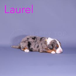 Assorted Doodle Crosses, Aussiedoodle, Bernedoodle, Goldendoodle, and Sheepadoodle Puppies from Happy Top Doodles