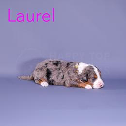Assorted Doodle Crosses, Aussiedoodle, Bernedoodle, Goldendoodle, and Sheepadoodle Puppies from Happy Top Doodles