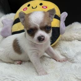 Paul - Fawn male Chihuahua puppy in Lee Center, New York from Alfheim-Andromeda Chihuahua's (A &A's)