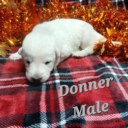 Donner (Grey) - White male German Shepherd puppy in Bedias, Texas from TiPi S Ranch's German Shepherds