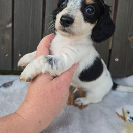 Scruff - Piebald male Dachshund puppy in Riverdale, Utah from Behive Doxies