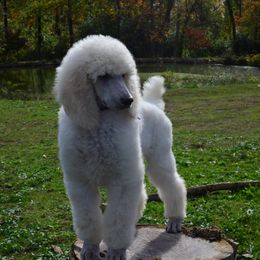 Poodle Puppies from D and D Standard Poodles
