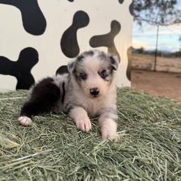Walker - Blue merle male Miniature Australian Shepherd puppy in Tucson, Arizona from Soqui Ortiz Cattle Ranch