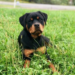 Willow - Rottweiler