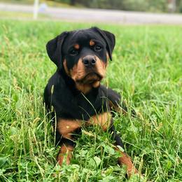 Willow - Rottweiler