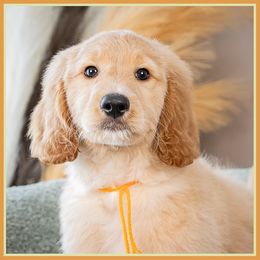 Raymond - Red  male Goldendoodle puppy in Connersville, Indiana from Deaz Doodle Ranch