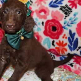 Labradoodle Puppies from Renee Cornish