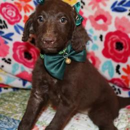Labradoodle Puppies from Renee Cornish
