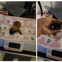 Dasher - Black and tan male Havanese puppy in Cuba, Missouri from Bouncy Bubbly Havanese