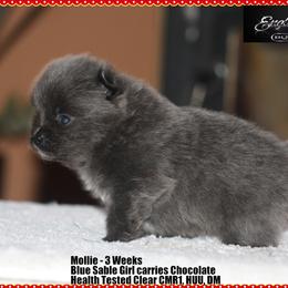 Mollie - Blue sable female Pomeranian puppy in Chelsea, Oklahoma from English Rose Poms