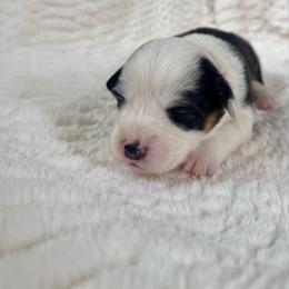 Female 1 - Black and tan female Pembroke Welsh Corgi puppy in La Porte City, Iowa from Cedar River Corgis