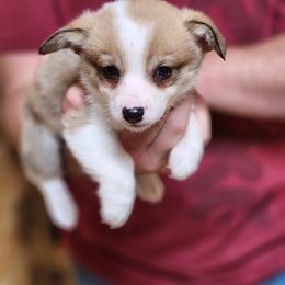Sable female 3 - Sable female Pembroke Welsh Corgi puppy in De Witt, Arkansas from Western Plains Kennel
